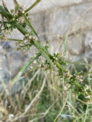 Erigeron canadensis