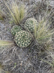 Gymnocalycium monvillei