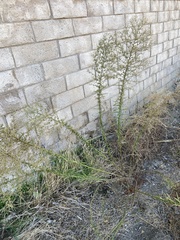 Erigeron canadensis