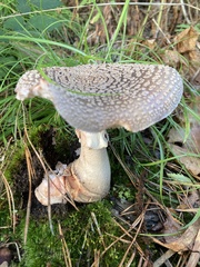 Amanita rubescens