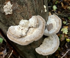 Trametes gibbosa