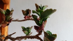 Kalanchoe densiflora