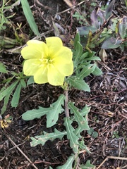Oenothera laciniata
