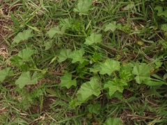 Malva parviflora