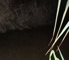 Ondatra zibethicus