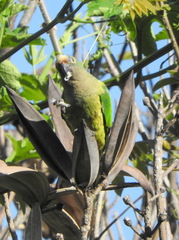 Eupsittula aurea