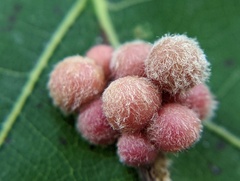 Callirhytis piperoides