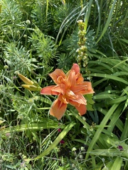 Hemerocallis fulva kwanso