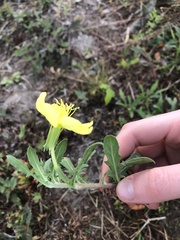 Oenothera laciniata