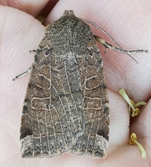 Conistra intricata