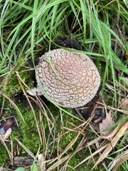 Amanita rubescens