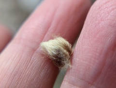 Callirhytis piperoides