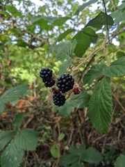 Rubus ulmifolius