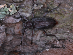 Acanthocinus aedilis