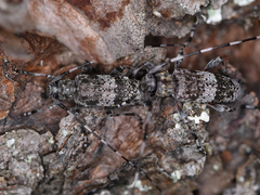 Acanthocinus griseus