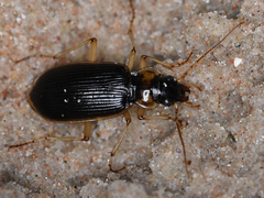 Nebria livida