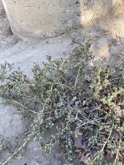 Amaranthus albus