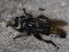 Laphria gibbosa
