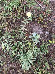 Oenothera laciniata