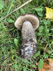 Leccinum scabrum