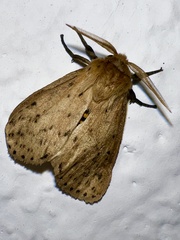 Noctuoidea