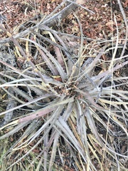 Dyckia velascana