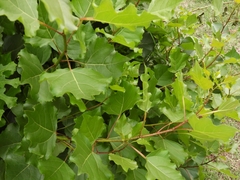 Populus nigra