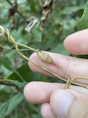 Neolasioptera convolvuli
