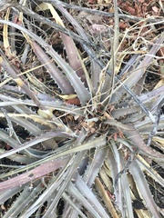 Dyckia velascana