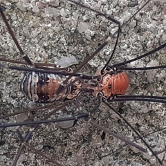 Leiobunum limbatum