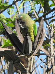 Eupsittula aurea