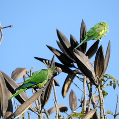 Eupsittula aurea