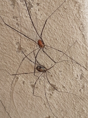 Leiobunum limbatum