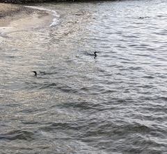 Gulosus aristotelis desmarestii