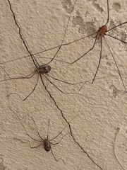 Leiobunum limbatum