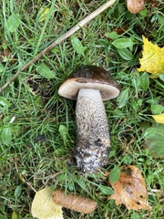 Leccinum scabrum