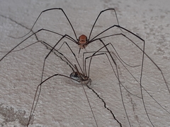 Leiobunum limbatum
