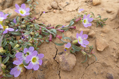 Lythrum flexuosum