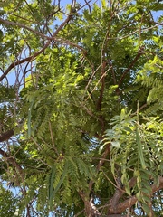 Cassia leptophylla