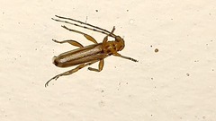 Limernaea aurivillii