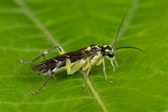 Pachyprotasis antennata