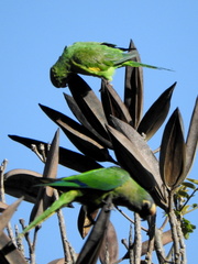 Eupsittula aurea