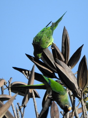 Eupsittula aurea