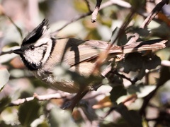 Baeolophus wollweberi
