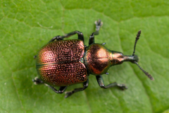 Byctiscus populi