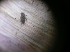Tridactylidae