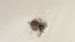 Menemerus semilimbatus