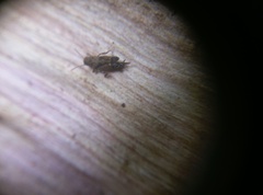 Tridactylidae