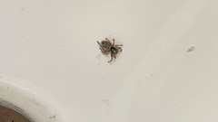 Menemerus semilimbatus