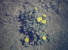 Argylia tomentosa